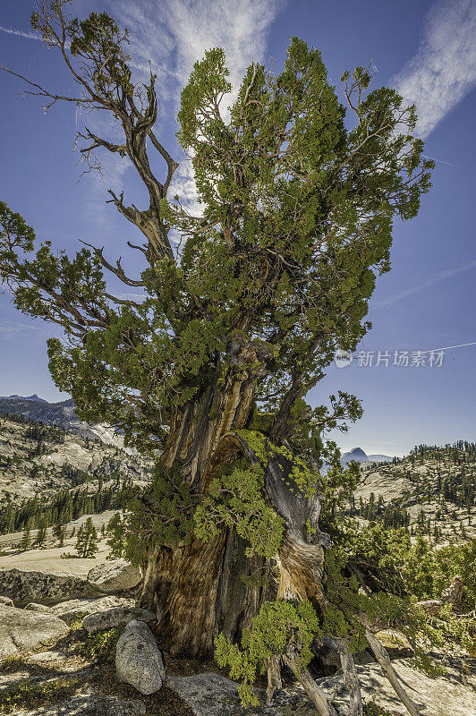 西杜松(Juniperus occidentalis)或大杜松(Juniperus grandis)，西杜松(Sierra western juniper)或西杜松(Sierra juniper)是一种灌木或乔木，原产于美国西部，生长在海拔800- 3000米的山区(很少在100米以下)